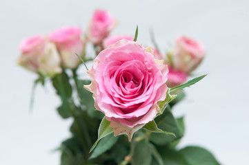 Arranged pink roses