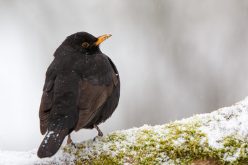 Amsel