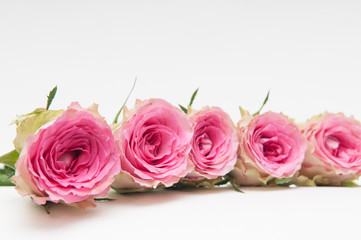 Arranged pink roses