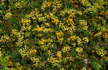 Blumenteppich in Gelb