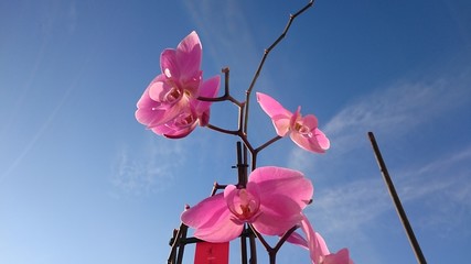 Orchidea sospesa 