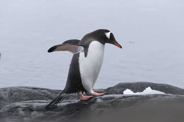 Gentoo Penguin at Paradise Harbour, Antarctica.