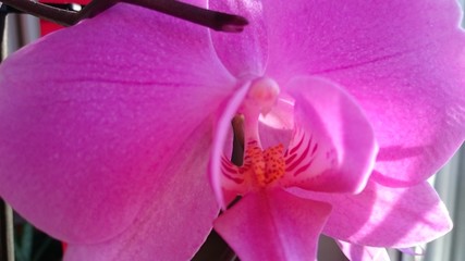 Orchidea viola - fiore 
