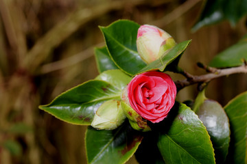 Japanese Camellia