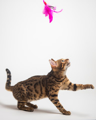 Bengal cat playing on white background