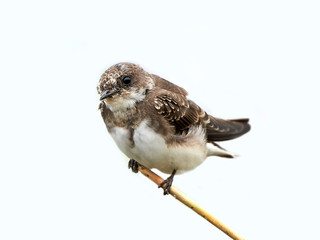 Sand martin (Riparia riparia)