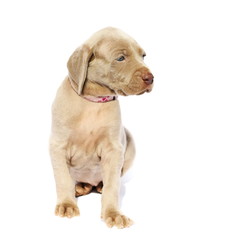 Weimaraner dog puppy, sitting side view, isolated on white background