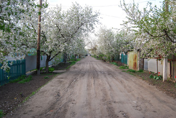 The blossoming trees, cherry gardens