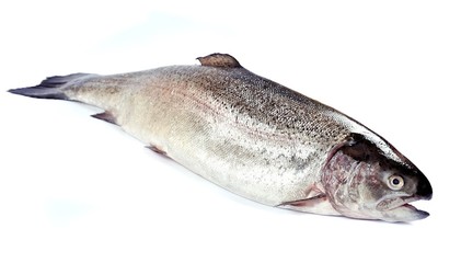 Salmon fish.