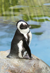 Urban Penguin in Madrid