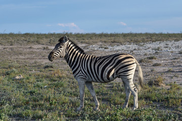 Naklejka premium Zebra in Etosha, Namibia