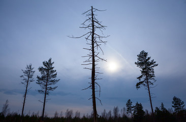 dead tree at sunset