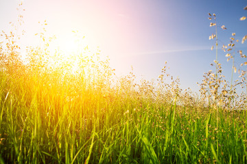 Obraz premium sunset and grass