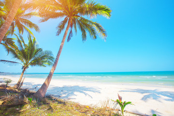 Obraz na płótnie Canvas Palm and tropical beach