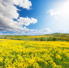 Obraz premium Green field with flowers under blue cloudy sky