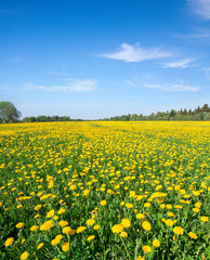 Green field with flowers under blue cloudy sky