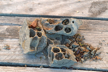 Break a hornet's nest of clay.