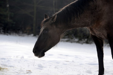 after the work, Quarter Horse in the snow