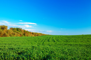 Obraz premium Beatiful morning green field with blue heaven