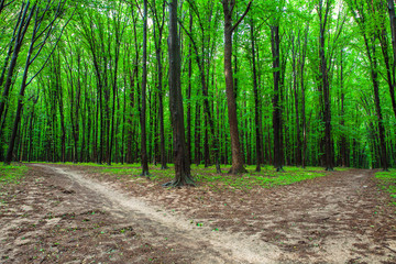 Fototapeta premium beautiful green forest