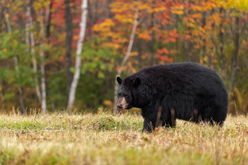 Naklejka premium Black Bear (Ursus americanus) Looking Left in Field