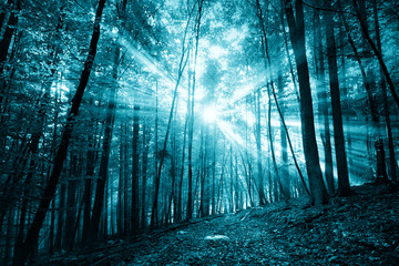Spooky dark blue colored sunlight in foggy forest with path.