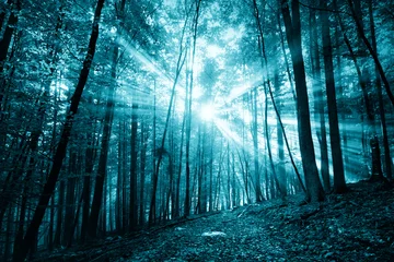 Kussenhoes Spooky dark blue colored sunlight in foggy forest with path. © robsonphoto