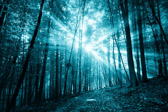 Fototapeta Spooky dark blue colored sunlight in foggy forest with path.