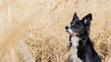 Strong border collie male dog. Shepherding and working dog