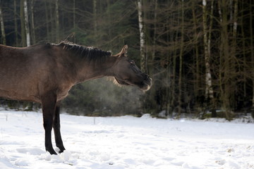 Shake it, Quarter Horse in the snow