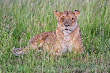 beautiful lioness resting at the masai mara national park kenya