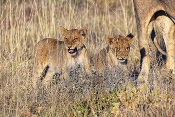 Obraz na płótnie Canvas lions cub at etosha national park namibia africa