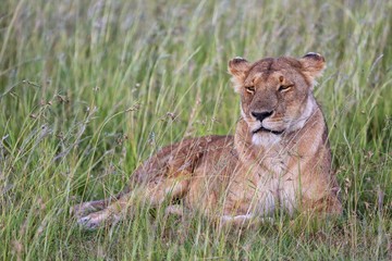 beautiful lioness resting at the masai mara national park