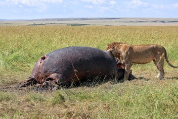 lion eating an hippo at the masai mara national park kenya