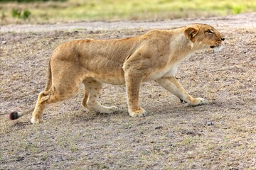 Naklejka na ściany i meble lioness hunting at masai mara national park kenya africa