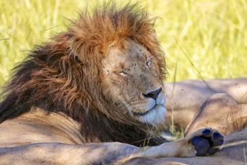 male lion resting at the masai mara national park
