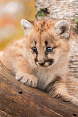 Female Cougar Kitten (Puma concolor) Looks Out from Tree
