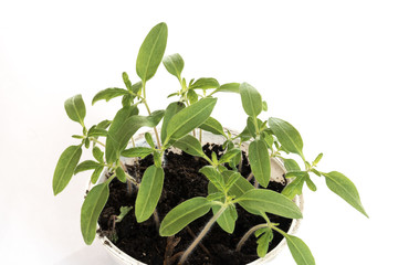 Junges Tomatenpfl&auml;nzchen