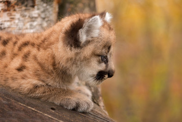 Female Cougar Kitten (Puma concolor) Profile
