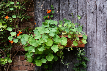 Idylle am Scheunentor
