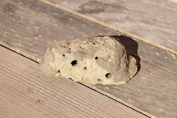 Nests of clay belonging wasp