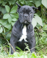 Cane corso puppy