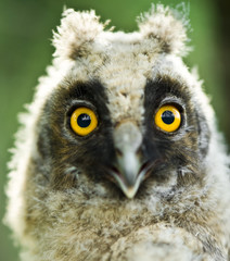 Young owl in forest