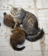 Homeless cat