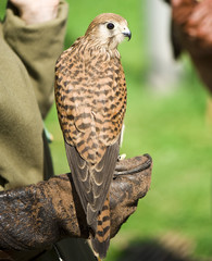 Medieval hunting bird