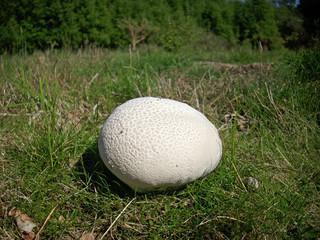 Giant puffball fungus