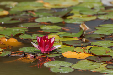 Flower Water lily or Nymphaeum. Crimea, Nikitsky Botanical Garden