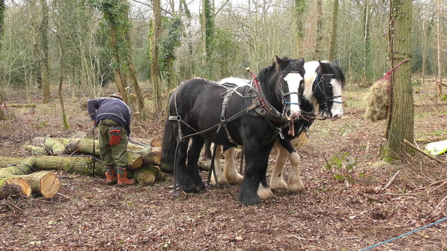 A team of Cob horses being unhitched from a tree trunk