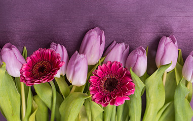 Wiosenny bukiet kwiatów z tulipanów i gerber  w pastelowych różowych kolorach na fioletowym tle - obrazy, fototapety, plakaty