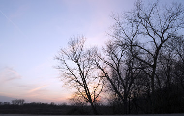 Tree Silhouette in Pink & Blue Sunset Sky